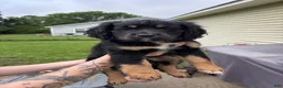 Mixed Breed dogs for sale: Bruce - Ad 10