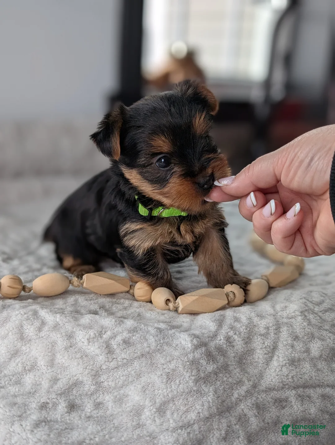 Yorkshire Terrier dogs for sale: Princess  - Ad 4