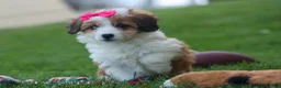 Corgipoo dogs for sale: NALA - Ad 8