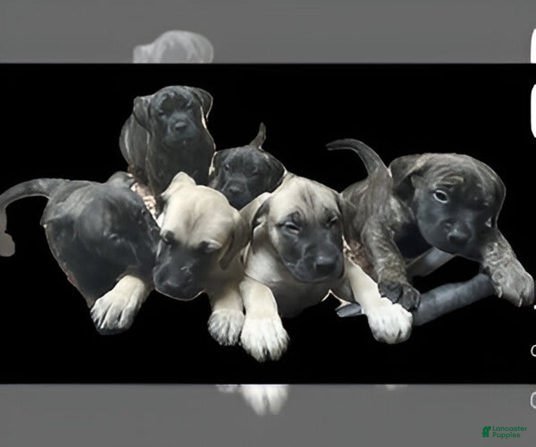 Gallery Image {{count}}