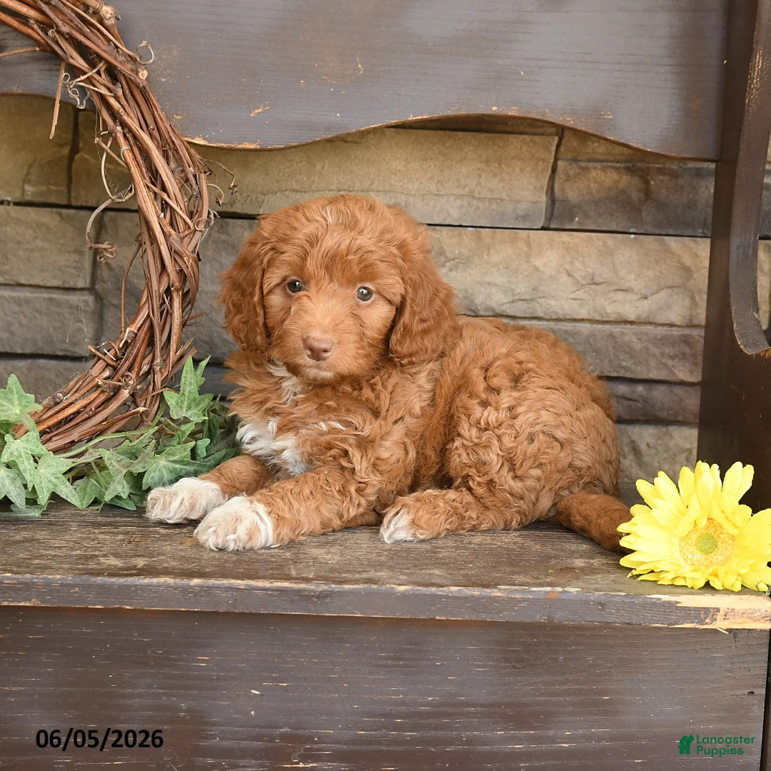 Mini Goldendoodle dogs for sale: Maggie - Ad 2