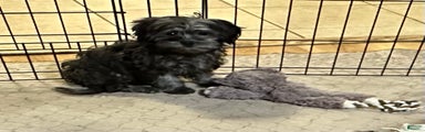 Shihpoo Puppy 4