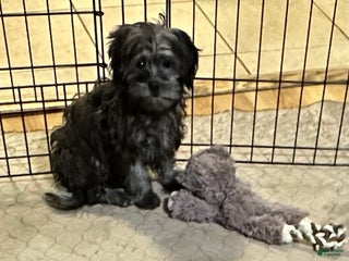 Shihpoo dogs Shihpoo Puppy 4 - Ad 28