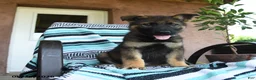 German Shepherd dogs for sale: Gunther - Ad 1
