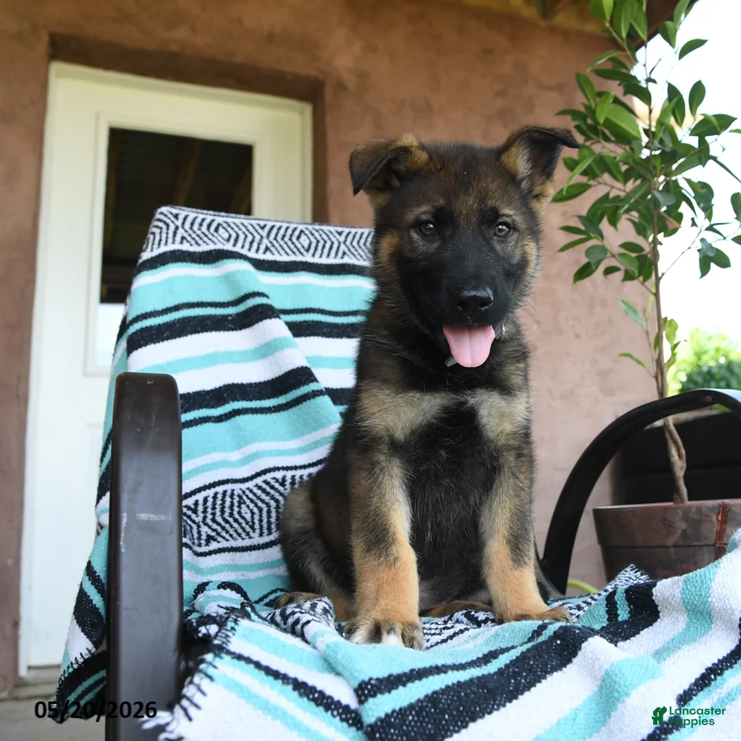 German Shepherd dogs for sale: Gunther - Ad 1