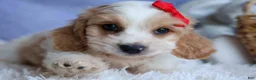 Cavachon dogs for sale: ROSCOE - Ad 7