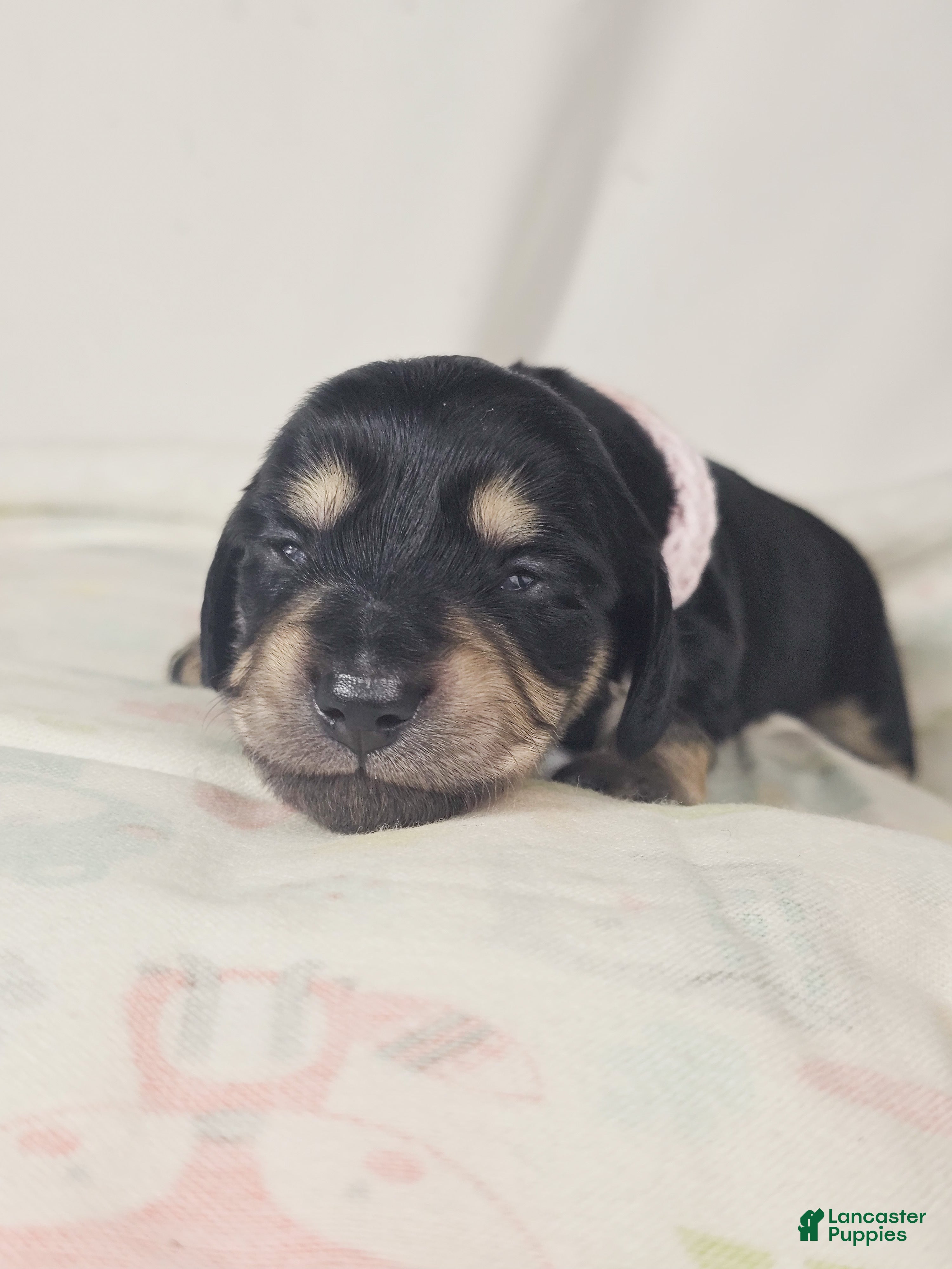 Miniature Dachshund dogs Bun - Ad 9