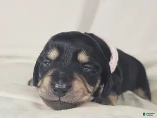 Miniature Dachshund dogs Bun - Ad 9