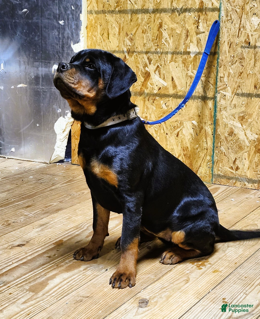 Rottweiler dogs for sale: Becky  - Ad 4