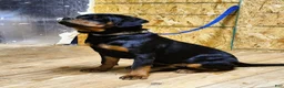 Rottweiler dogs for sale: Becky  - Ad 4