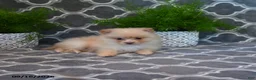 Pomeranian dogs for sale: Randy - Ad 5