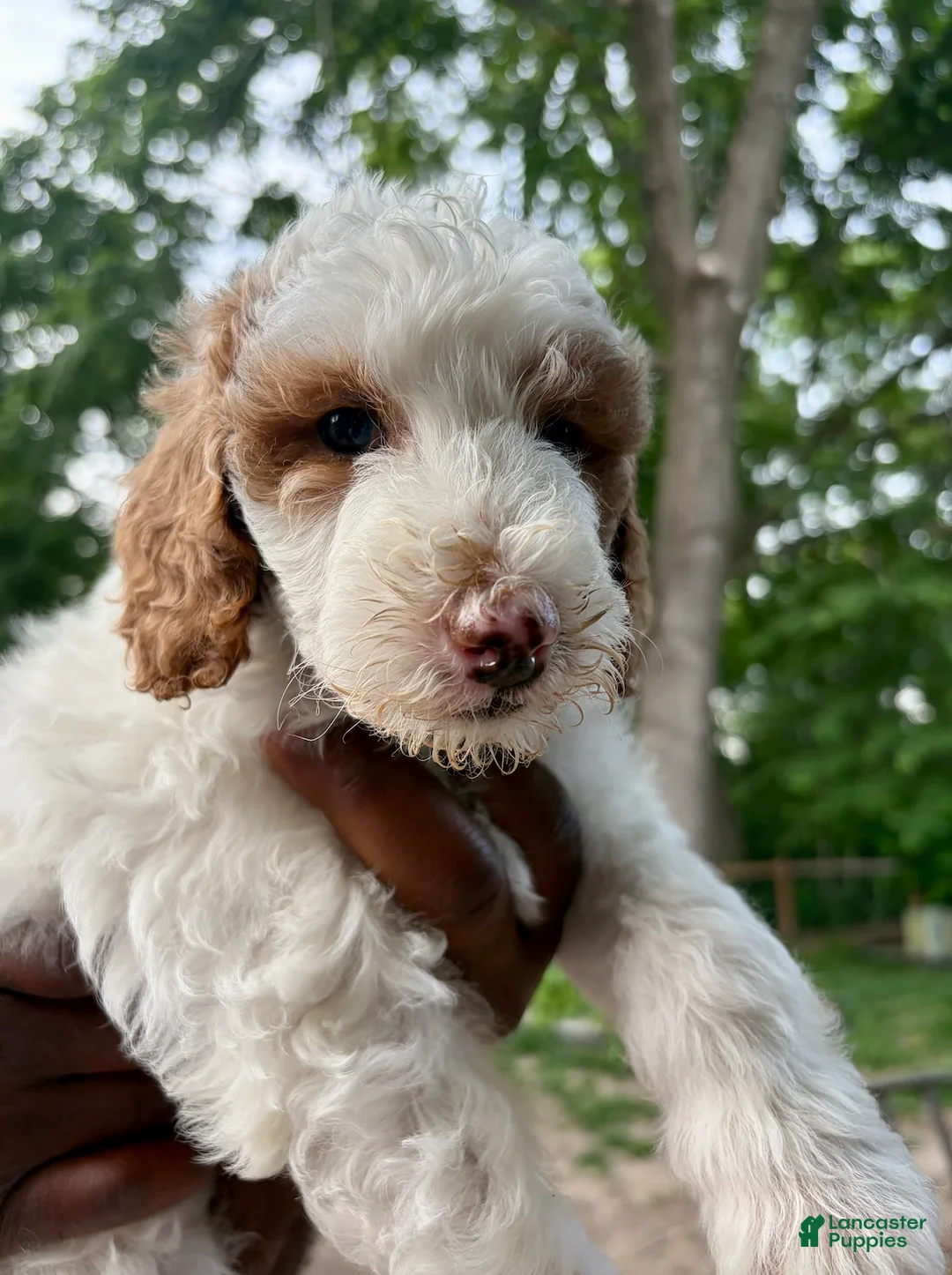 Goldendoodle dogs for sale: Goldendoodle Puppy 3 - Black - Female - Ad 2