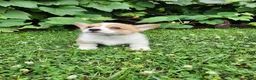 Welsh Corgi Pembroke dogs for sale: Aaron - Ad 3