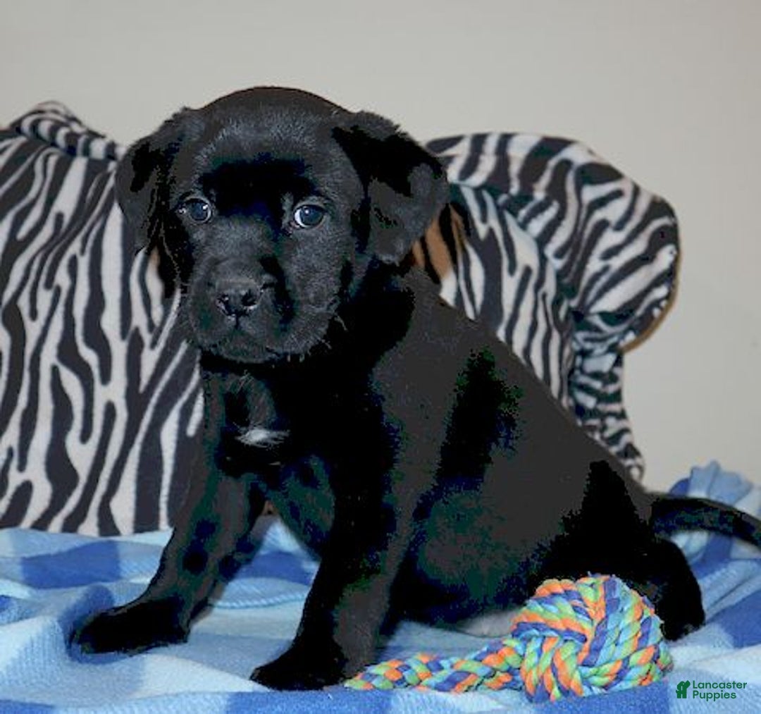 Mixed Breed dogs for sale: Wendy - Ad 1