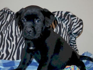 Mixed Breed dogs Wendy - Ad 12