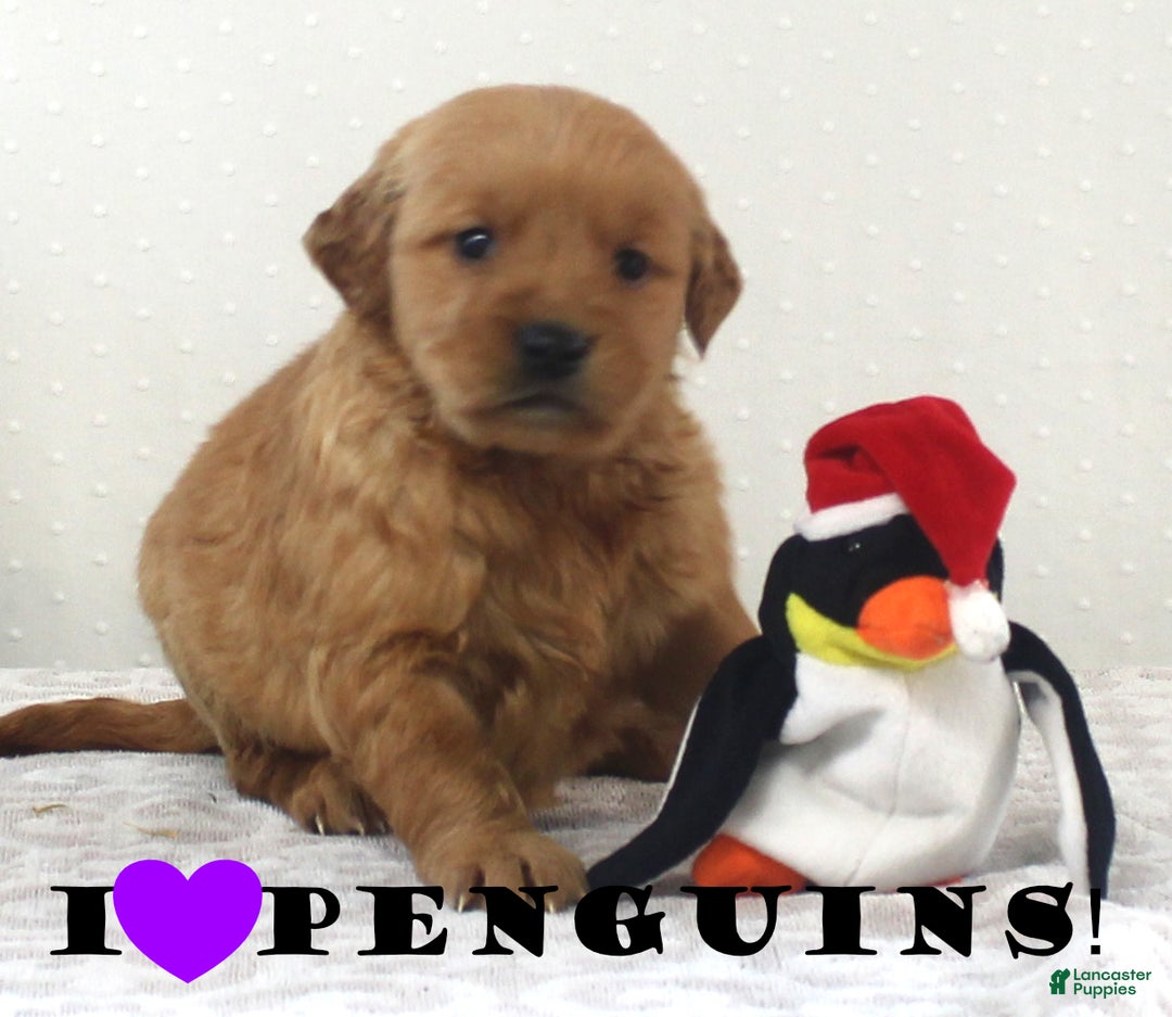 Golden Retriever dogs for sale: Kyla - Ad 2