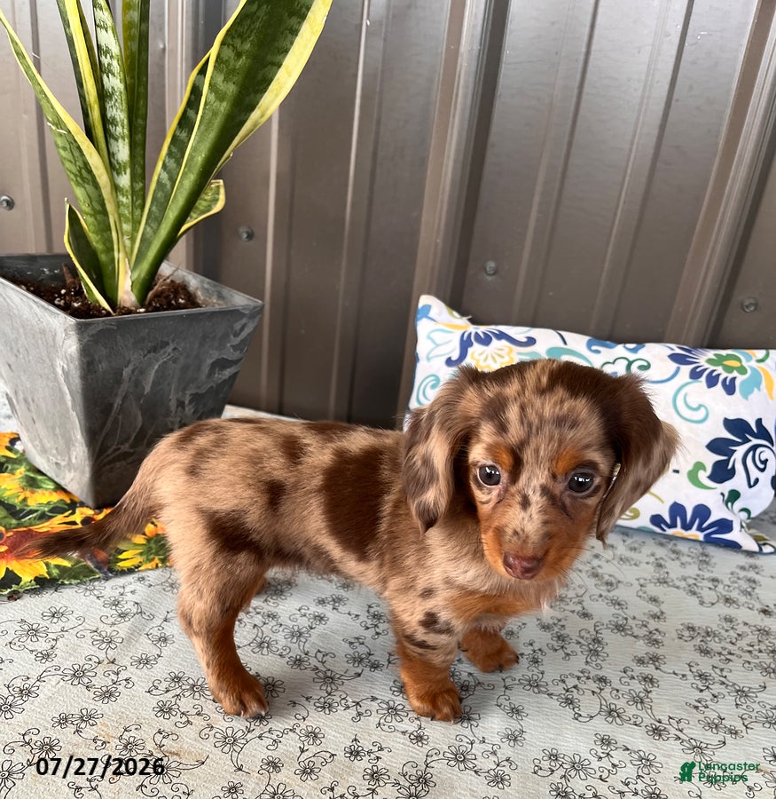 Miniature Dachshund dogs Molly - Ad 2