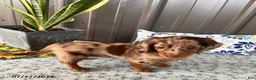 Miniature Dachshund dogs for sale: Molly - Ad 2