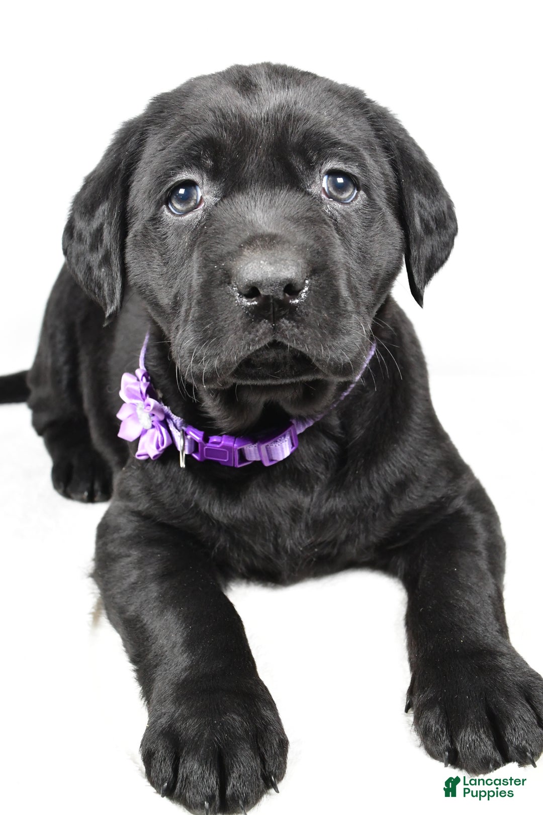 Labrador Retriever dogs for sale: Nicole - Ad 4