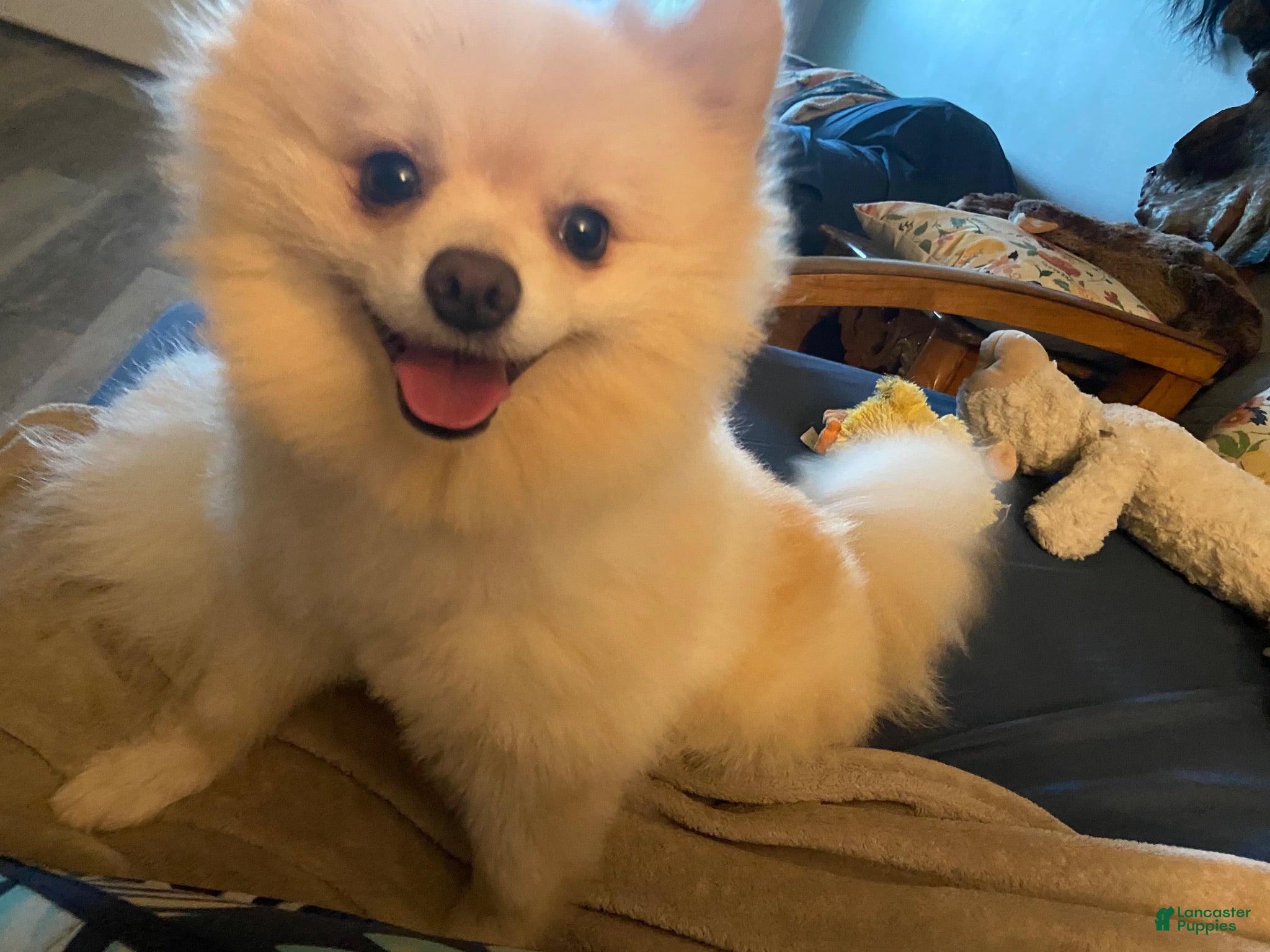 Pomeranian dogs for stud: Ares. - Ad 4