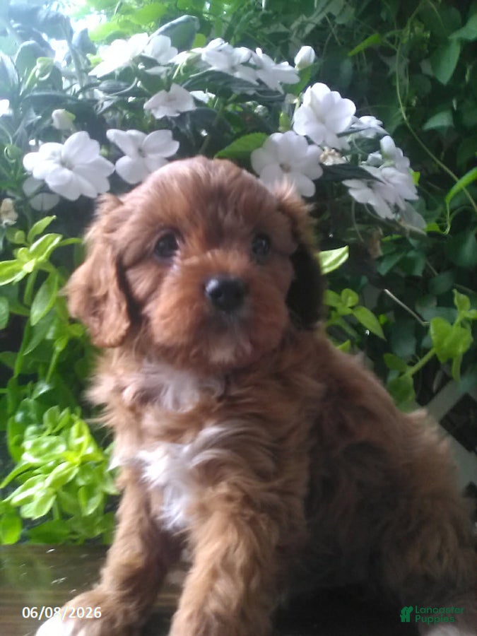 Cavapoo dogs Dolly - Ad 2