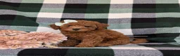 Shihpoo dogs for sale: Adelaide - Ad 3