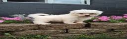Maltese dogs for sale: Carter - Ad 4