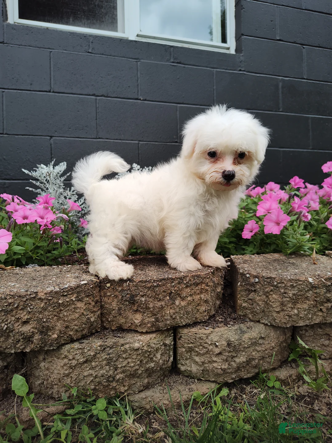 Maltese dogs for sale: Carter - Ad 4
