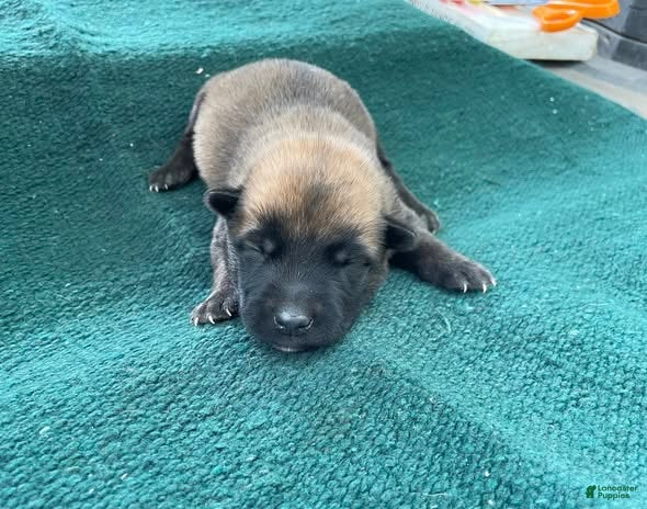 Mixed Breed dogs for sale: Male Puppy 2 - Ad 3