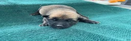Mixed Breed dogs for sale: Male Puppy 2 - Ad 1