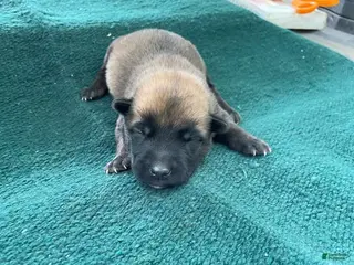 Mixed Breed dogs for sale: Male Puppy 2 - Ad 3