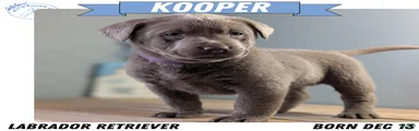 Kooper