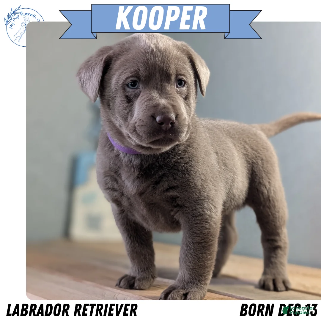Labrador Retriever dogs for sale: Kooper - Ad 1