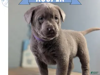 Labrador Retriever dogs Kooper - Ad 3