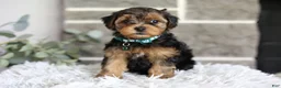 Yorkiepoo dogs for sale: Bentley - Ad 5