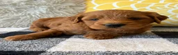 Mini Goldendoodle dogs for sale: Mini Goldendoodle “Milo” - Ad 5