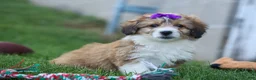 Corgipoo dogs for sale: NELLY - Ad 10