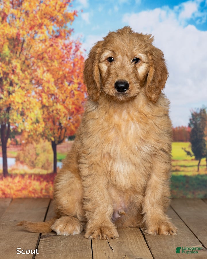Goldendoodle dogs for sale: Scout - Ad 1