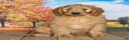 Goldendoodle dogs for sale: Scout - Ad 1