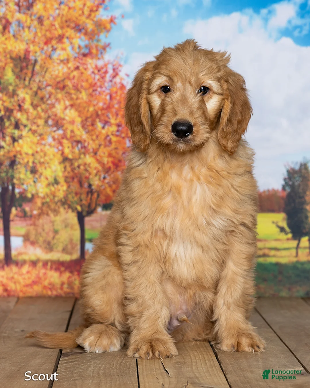 Goldendoodle dogs for sale: Scout - Ad 1
