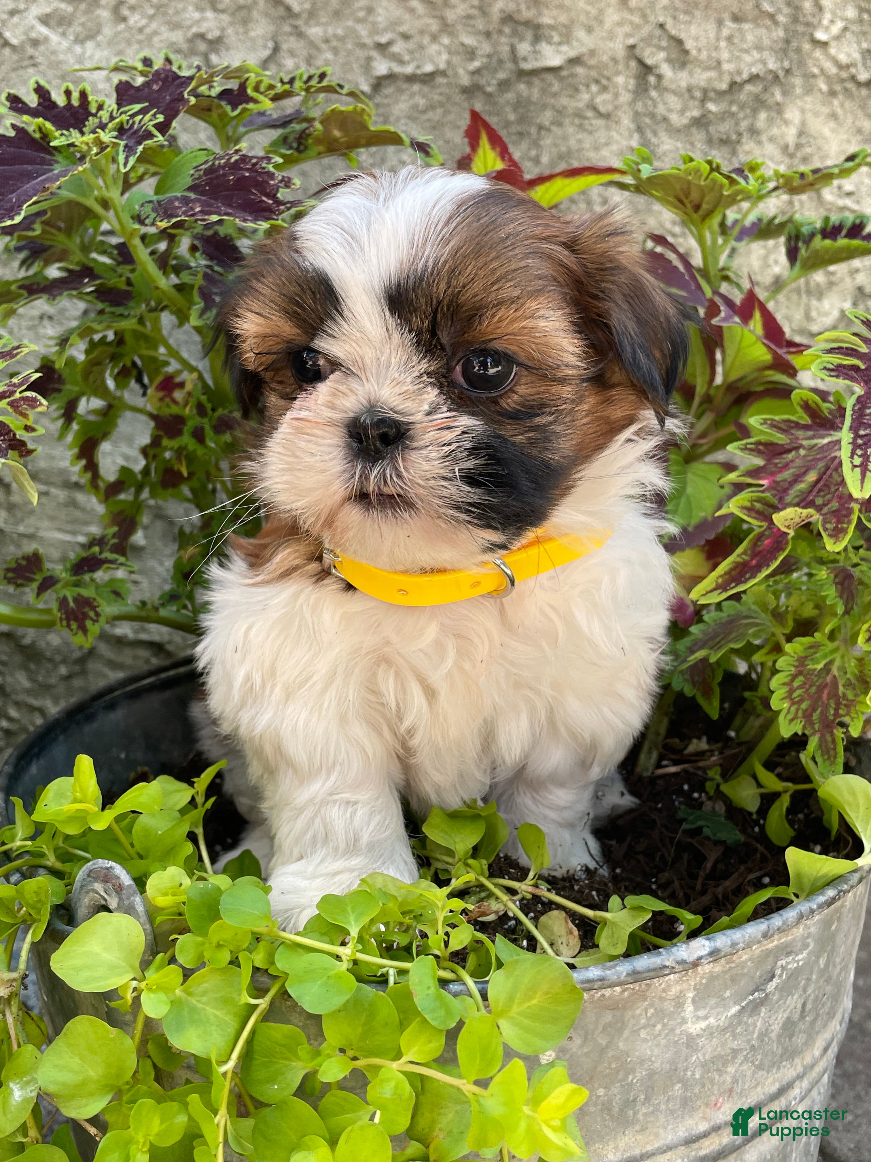 Shih Tzu dogs Bonnie - Ad 40