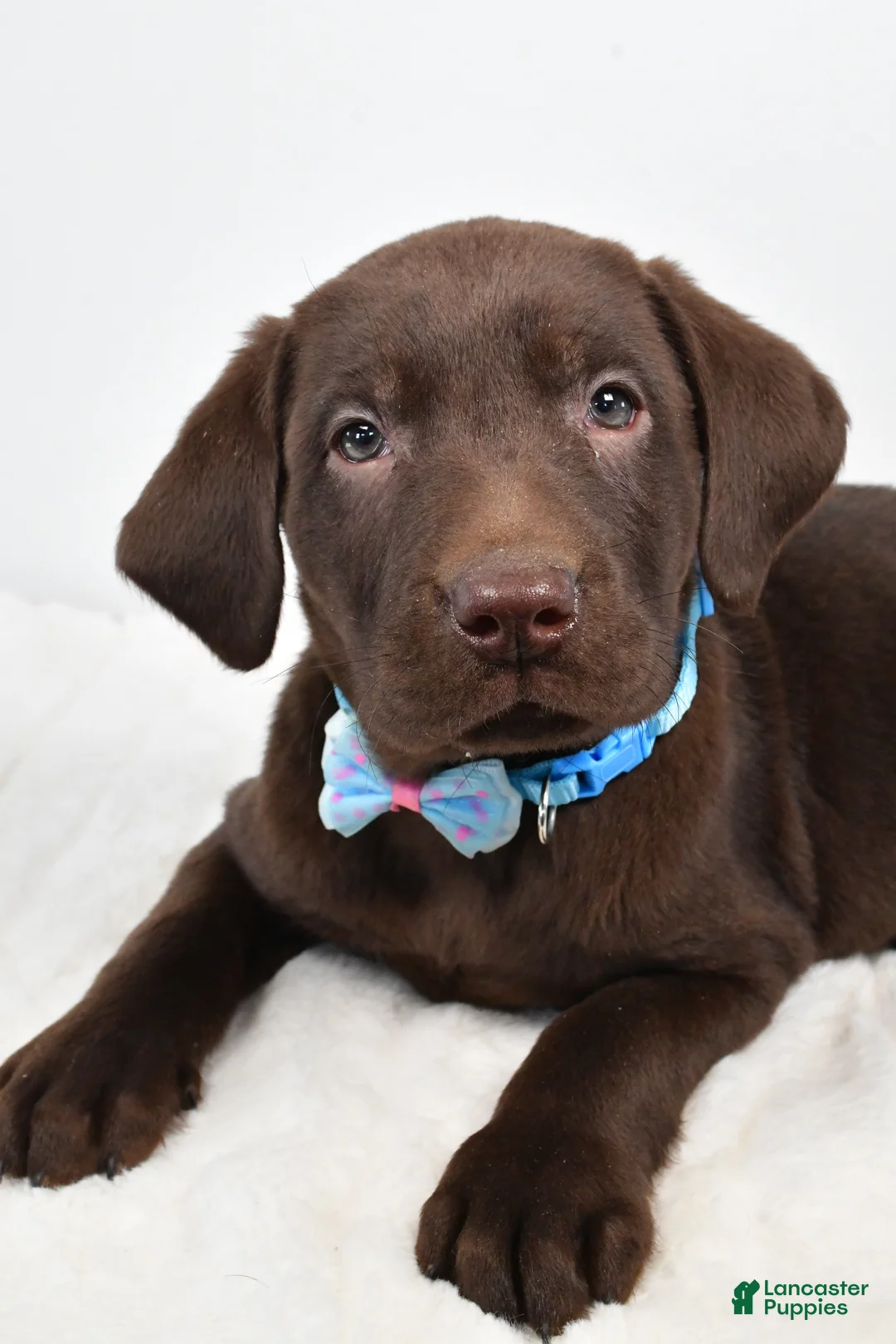 Labrador Retriever dogs for sale: Matthias - Ad 7