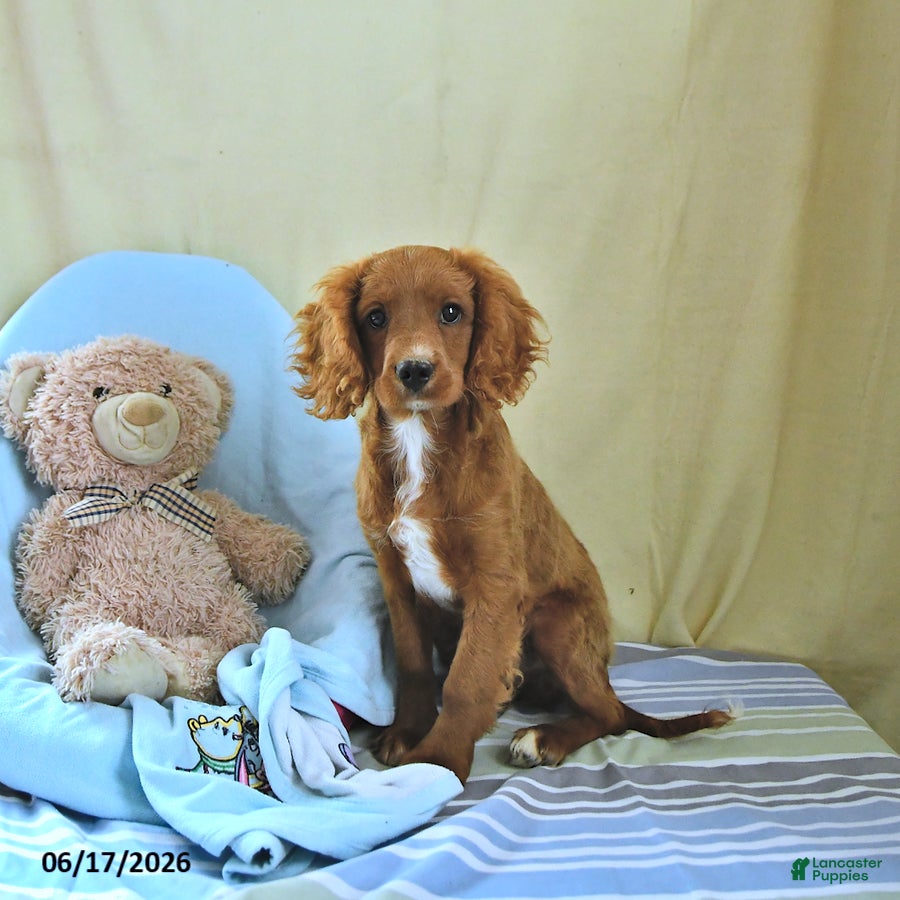 Cavapoo dogs Asher - Ad 2