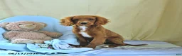 Cavapoo dogs for sale: Asher - Ad 2