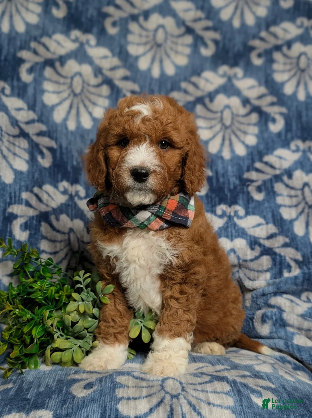 Goldendoodle dogs for sale: Favio Hypoallergenic - Ad 1