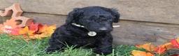 Goldendoodle dogs for sale: Emma - Ad 3
