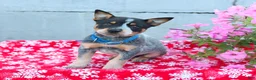 Australian Cattle Dog dogs for sale: Ace - Ad 3