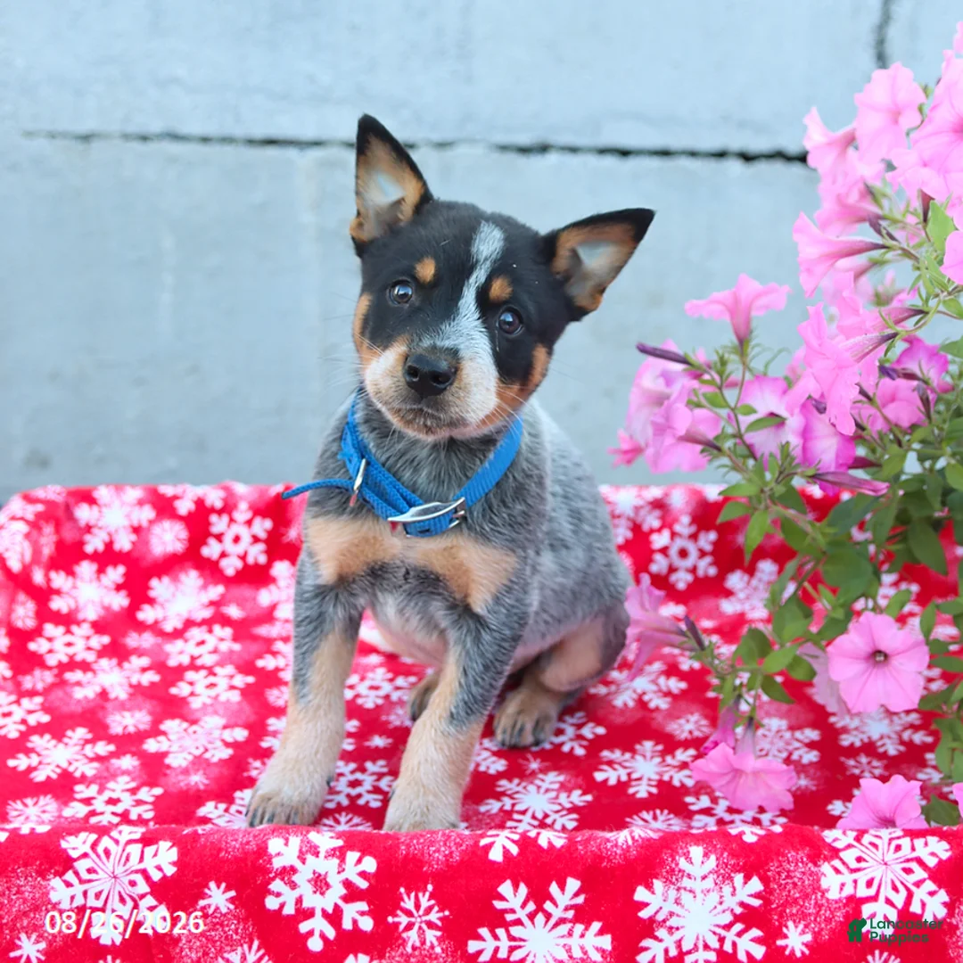Australian Cattle Dog dogs for sale: Ace - Ad 3
