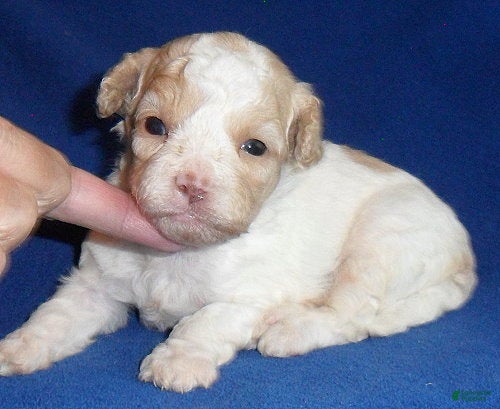 Shihpoo dogs Milo - Ad 1