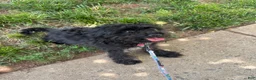 Mixed Breed dogs for sale: Mixed Breed 1 - Ad 7